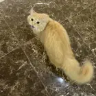 قط ذكر للتبني