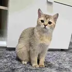 قطه سكواتش ستريت