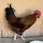 دجاج بياض فرنسي احجام كبيره