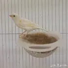 ذكر كناري مغرد