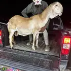 شاة سواكنيه درمانيه