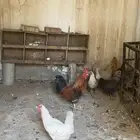 6دجاج وديك كبير وديكين صغار