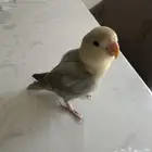 طير روز هدد داخلي خارجي