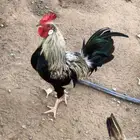 ديك بلدي شوكي