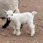 مواليد الماعز القزم