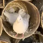 جوز زاجل مع انتاجه