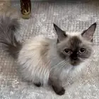 قطط للتبني