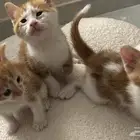 قطط لتبني