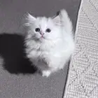 أنثى شيرازيه العمر شهرين ونص