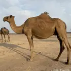 ناقه لقحه صفراء