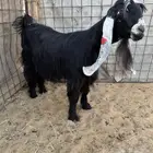 للبيع معزا عوارض اشباب وصنف مضاريع