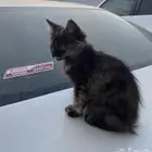 قطه ضايعه