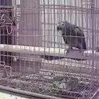 زوج كاسكو للبيع صحه ونظافه على السوم