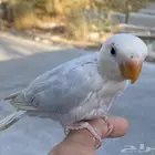 روز بلد اوبلاين