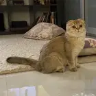 ذكر سكوتش فولد مسجل للبيع