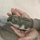 هامستر