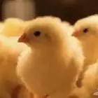 صوص لاحم روس 308