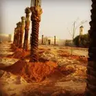 لقلع وترحيل وتوريد وخرس النخيل العربي والواشنطني واشجار