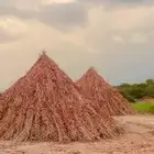 قصب يابس للبيع