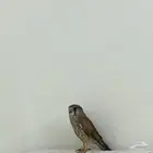 شبوط للبيع مستعجل الحد 150