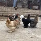 دجاج كوشن