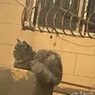 بسه للبيع