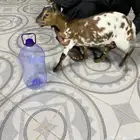 جفرة قزمية تشيكي