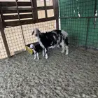 معزاء عوراض منوت القناي ونجديه والد طيبه