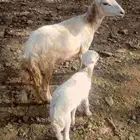 نعجه بلدي للبيع سن ثنيه تحتها رخل