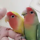 زوج ببغاء الروز ذكر وأنثى أليف لعوب مغرده منتجه