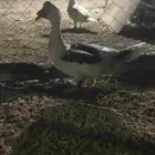 ذكر بط للبيع