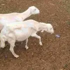 نعجة منتوج