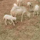 نعجة منتوج ورخل