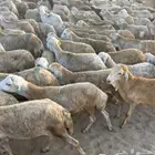 طليان جذعان رفيدي دنكلي