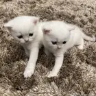 كيتن بيور بريتش