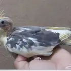 للبيع فرخ كروان