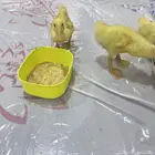 بط بكيني صوص العمر اسبوعين ونص