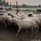 رخال رفيدي