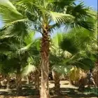 نخل واشنطني زينه للبيع