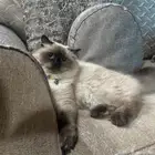 قط ضائع حي الظهره حقل  يوجد مكافأة مالية لمن يجده