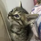 كيتن لتبني
