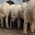 طليان ورخال حري للبيع