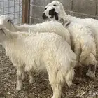جده