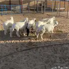 بهم طليان كله (تم البيع)
