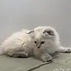 قطة انثى للبيع