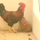 ديك بلدي اصيل مع دجاجه واحد للبيع