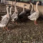 وز عراقي