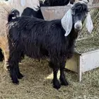 تيس ذبيحة ثلاجة