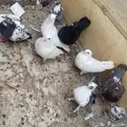 حمام