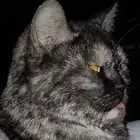 قط يحتاج فاعل خير